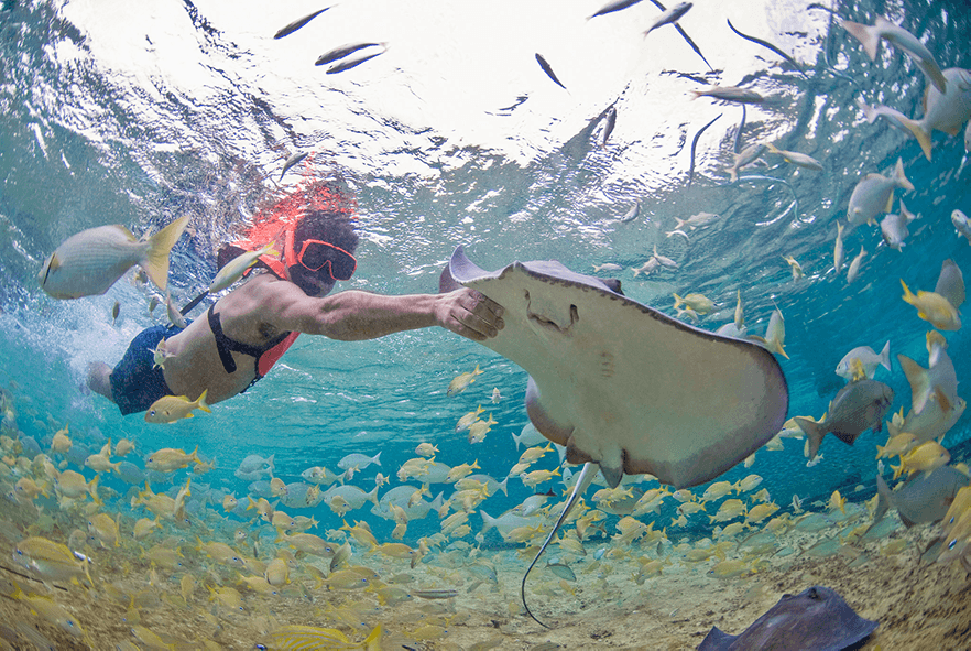 Protección y liberación de mantarrayas en Stingray Beach