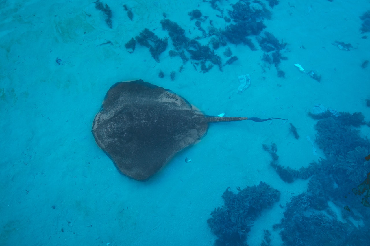 A Close Encounter with stingrays! Any Questions?