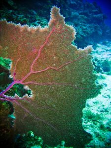 stingray-corales-abanico