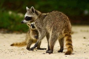 stingray-cozumel-raccoon