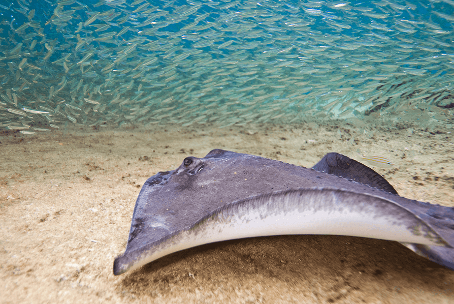 Home - Stingray